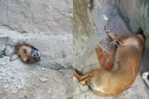 Um tradicional vira-lata da cor camarelo tentou dar uma "espiadinha" para descobrir o que havia depois da parede de uma casa localizada no bairro Vira-lata caramelo fica entalado ao olhar a rua por um buraco em MG