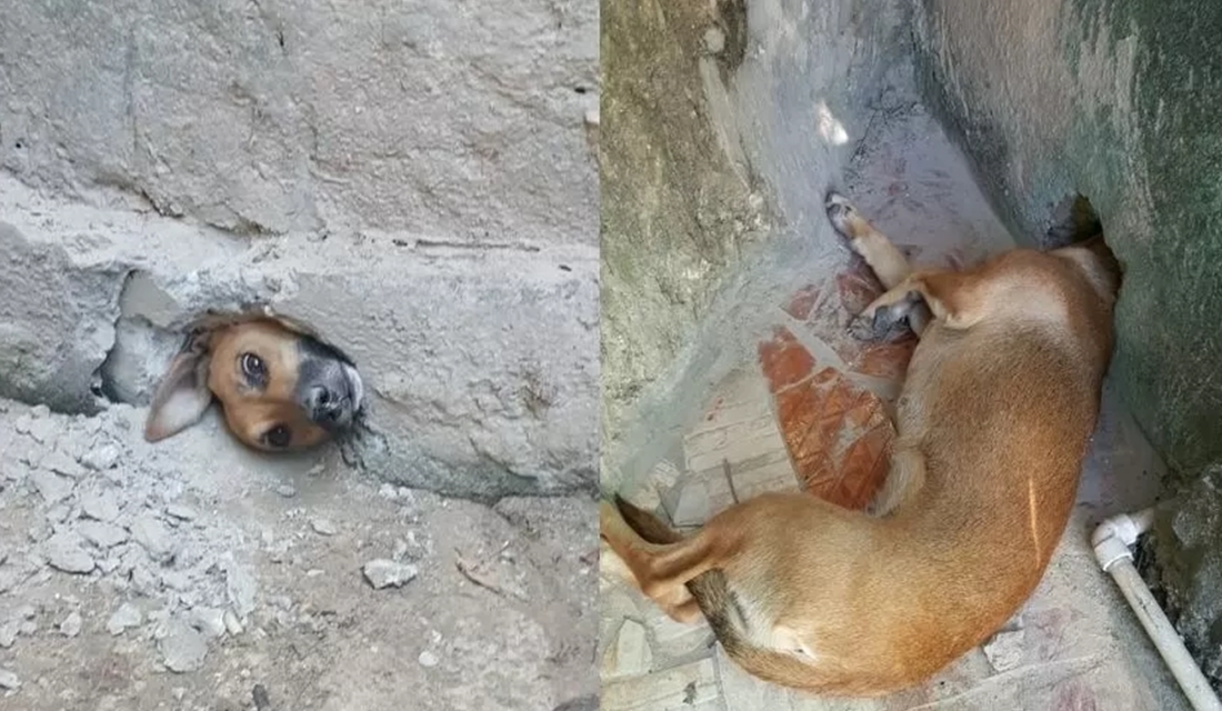 Um tradicional vira-lata da cor camarelo tentou dar uma "espiadinha" para descobrir o que havia depois da parede de uma casa localizada no bairro Vira-lata caramelo fica entalado ao olhar a rua por um buraco em MG