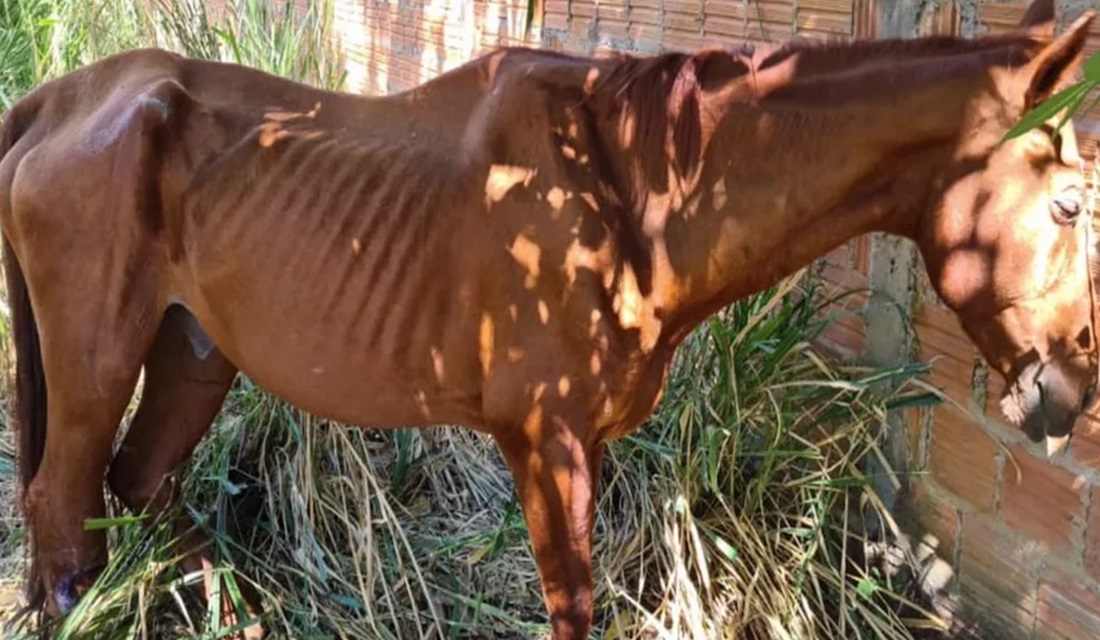 Um homem de 45 anos foi preso suspeito do crime de maus-tratos contra um cavalo que estava em um local inapropriado, desnutrido - Em Santa Rita do Araguaia, homem é presos após cavalo ser encontrado ferido e desnutrido