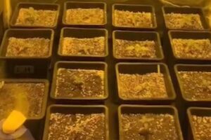 A Rondas Ostensivas Táticas Metropolitanas (Rotam) desmantelou, neste sábado (8), um laboratório de cultivo de super maconha em Goiânia Polícia desmantela seis estufas industriais com 100 pés de maconha em Goiânia