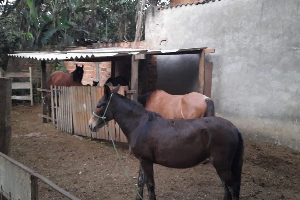 Fiscalização encontra abate clandestino em Aparecida