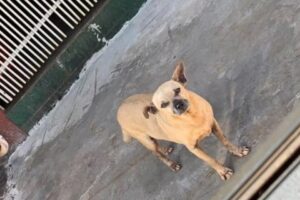 Adolescente chuta e quebra dentes de cachorro em Santa Helena