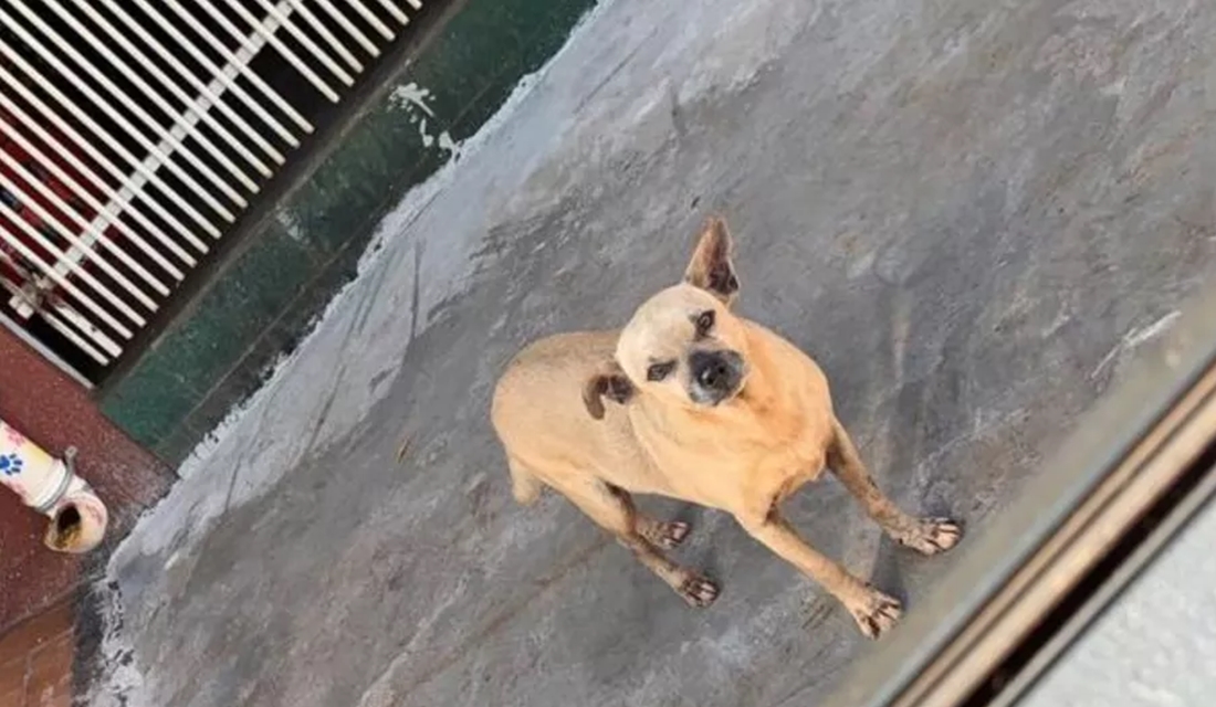 Adolescente chuta e quebra dentes de cachorro em Santa Helena