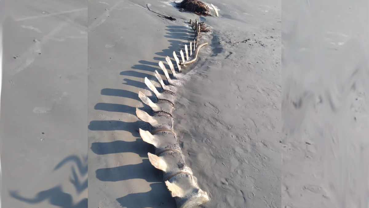 Moradores de litoral do SP encontram ossada gigante, na Praia da Una
