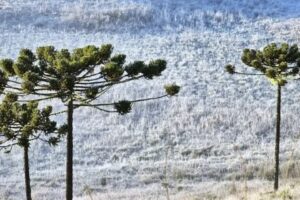 A serra de Santa Catarina amanheceu nesta quinta-feira (13) com temperaturas negativas, com os termômetros marcando mínimas de até -4.2ºC. OSerra Catarinense registra temperaturas negativas e fica coberta de gelo
