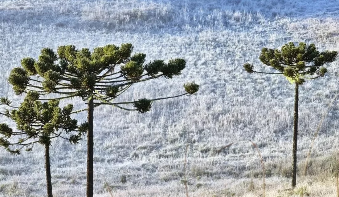 A serra de Santa Catarina amanheceu nesta quinta-feira (13) com temperaturas negativas, com os termômetros marcando mínimas de até -4.2ºC. OSerra Catarinense registra temperaturas negativas e fica coberta de gelo