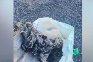 Ratos invadem casas e destrói plantações na Austrália