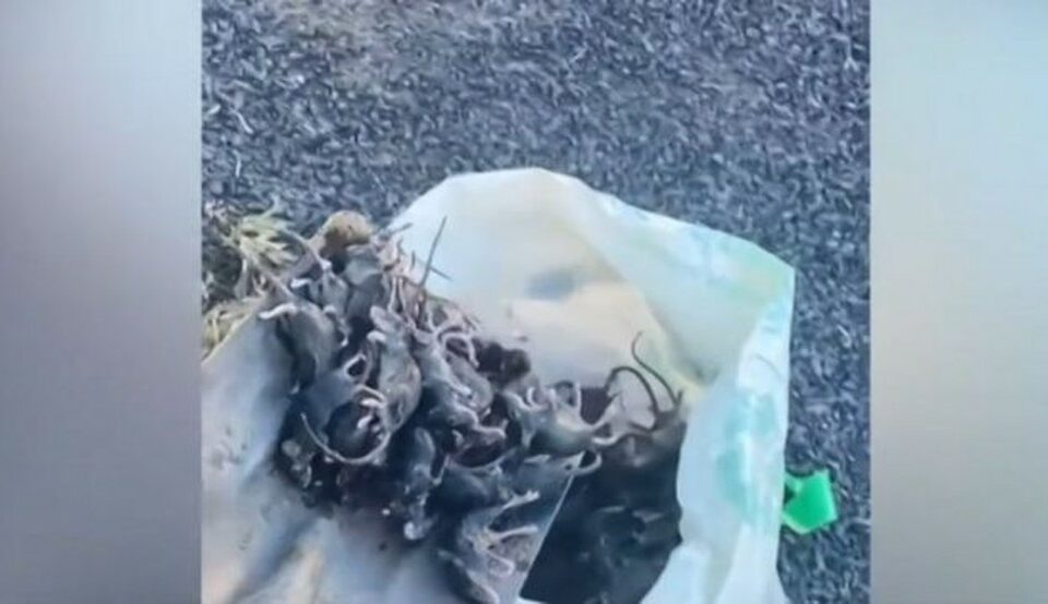 Ratos invadem casas e destrói plantações na Austrália