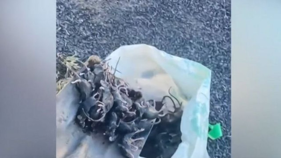 Ratos invadem casas e destrói plantações na Austrália