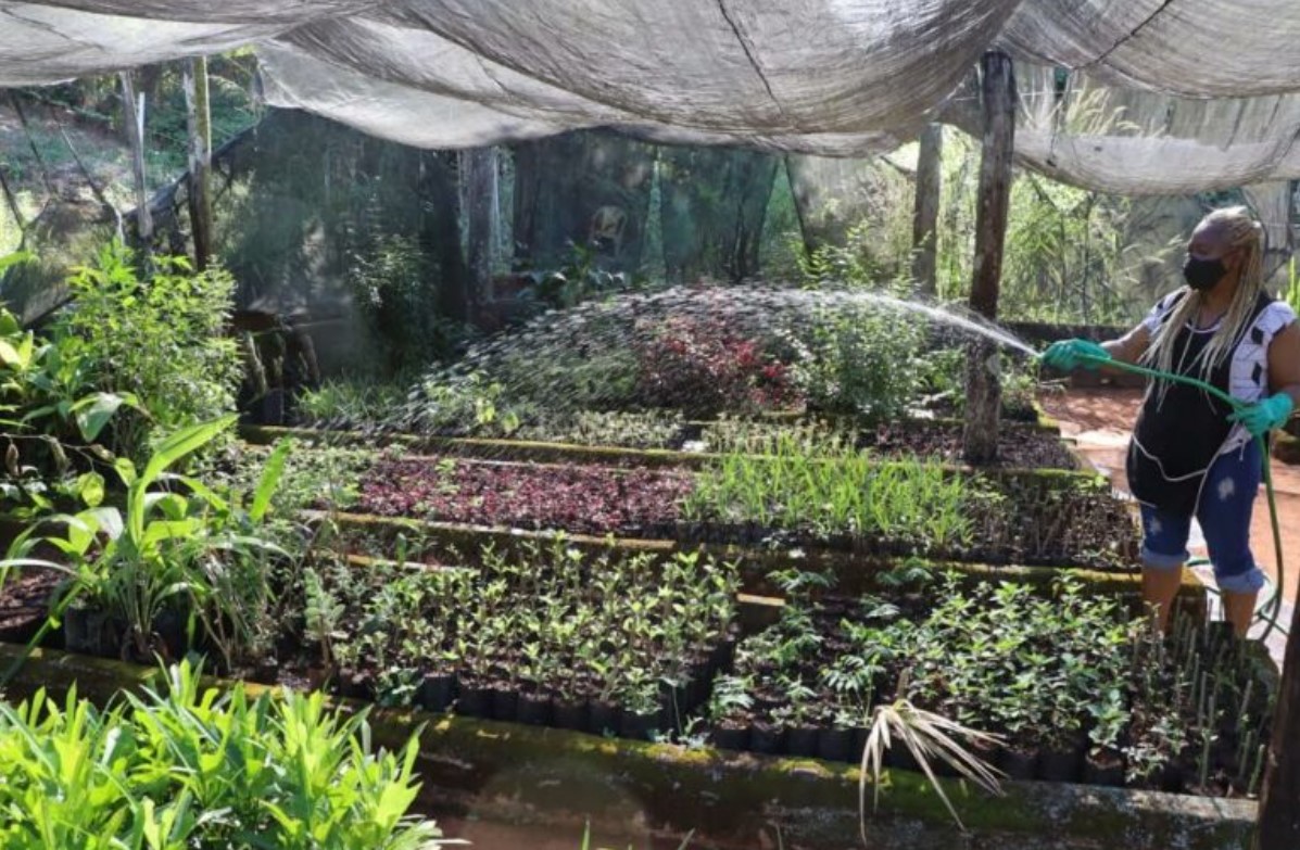 Prefeitura lança delivery de plantas em Goiânia