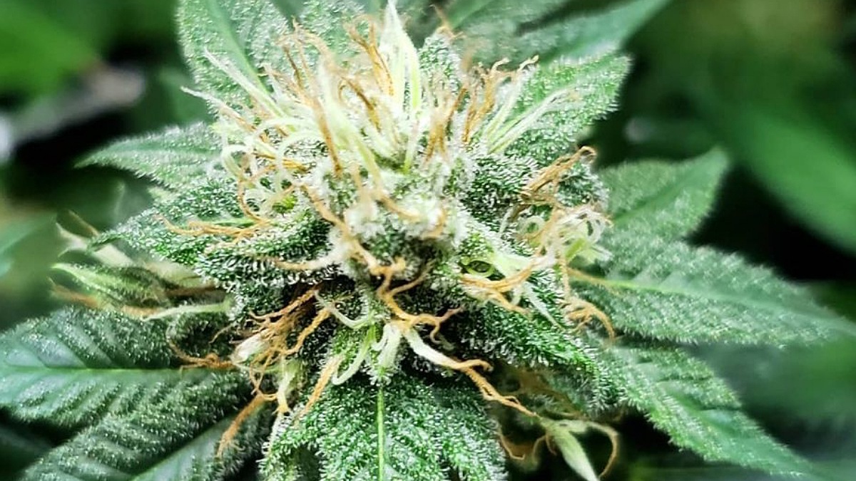 Maconha medicinal pode ser usada para tratamento da covid longa