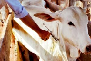 O Governo de Goiás prorrogou a etapa de vacinação contra febre aftosa e raiva. Agora, o prazo é até 18 de junho. (Foto: Reprodução)