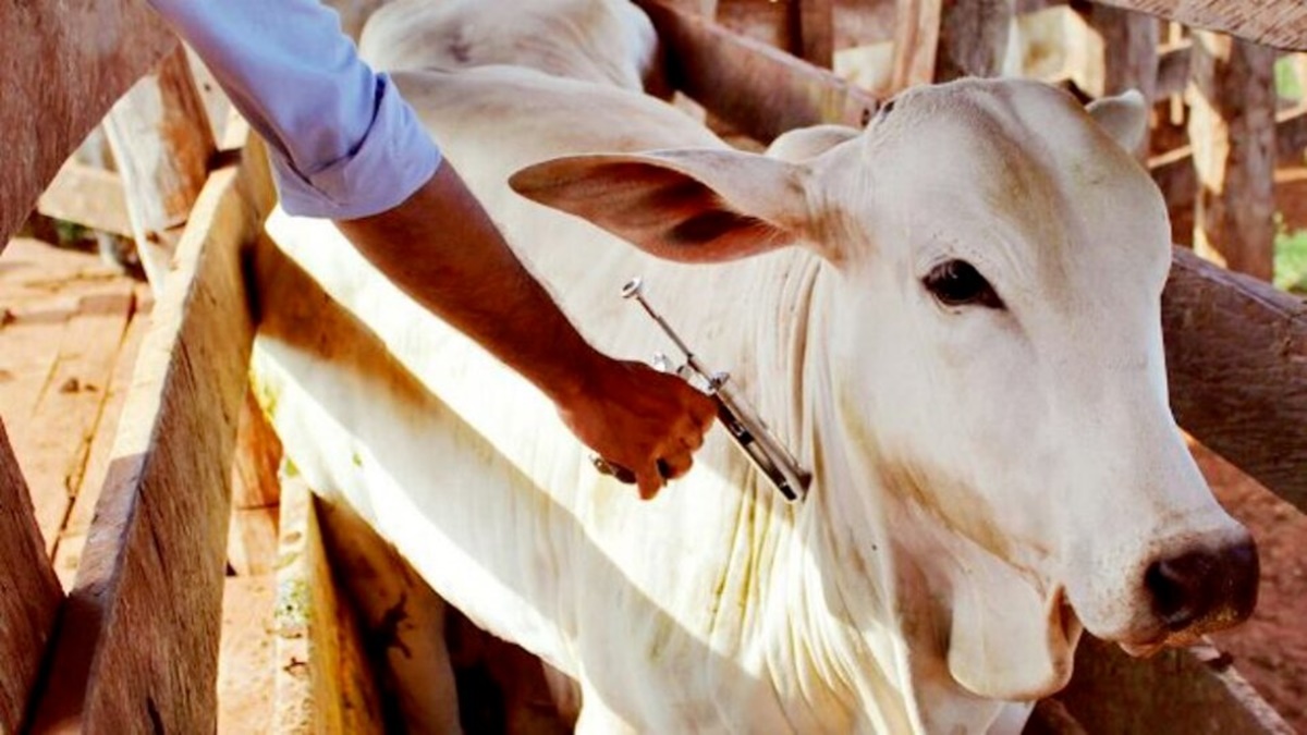 O Governo de Goiás prorrogou a etapa de vacinação contra febre aftosa e raiva. Agora, o prazo é até 18 de junho. (Foto: Reprodução)