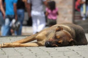 OAB-GO lança campanha contra abandono de animais