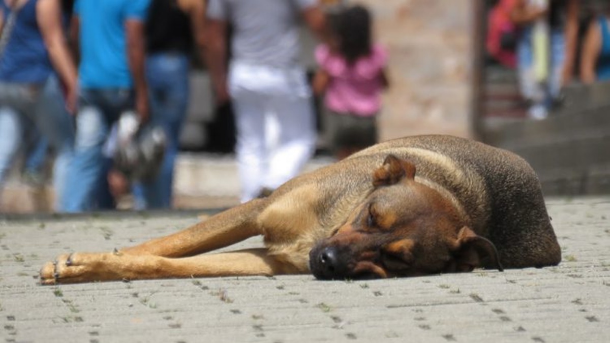 OAB-GO lança campanha contra abandono de animais
