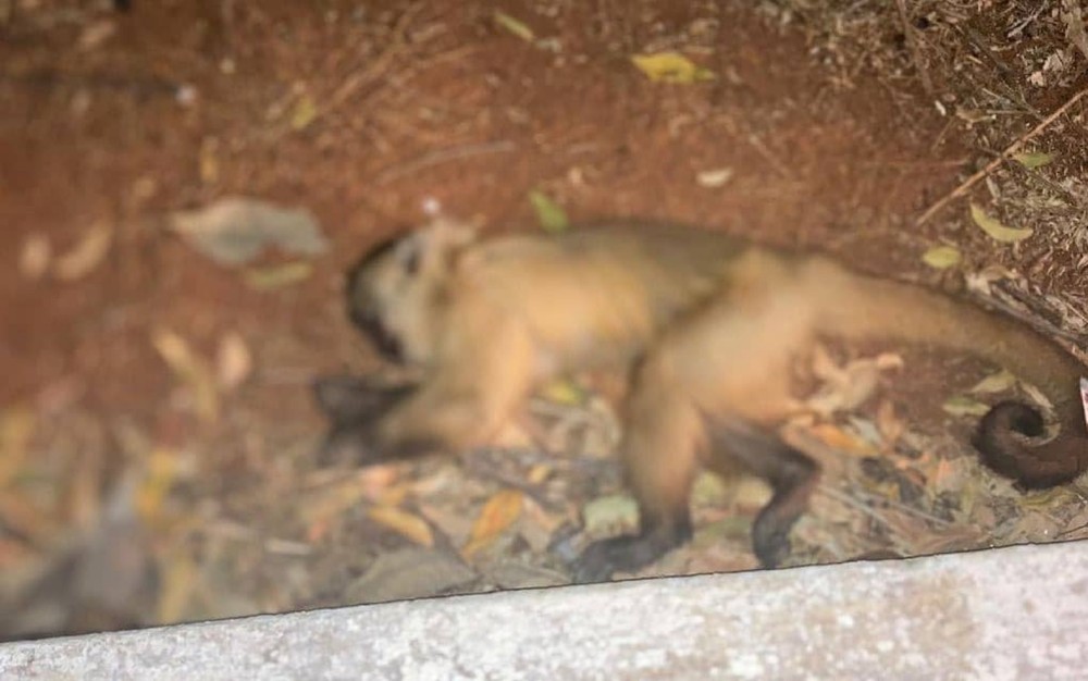 Macaco morto no Parque Areião (Foto: Reprodução/TVAnhanguera)