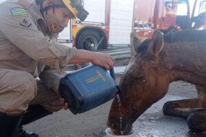 Um cavalo ficou ferido após cair dentro de um fosso da rede de energia que estava aberto às margens da rodovia GO-060, na cidade de Trindade
