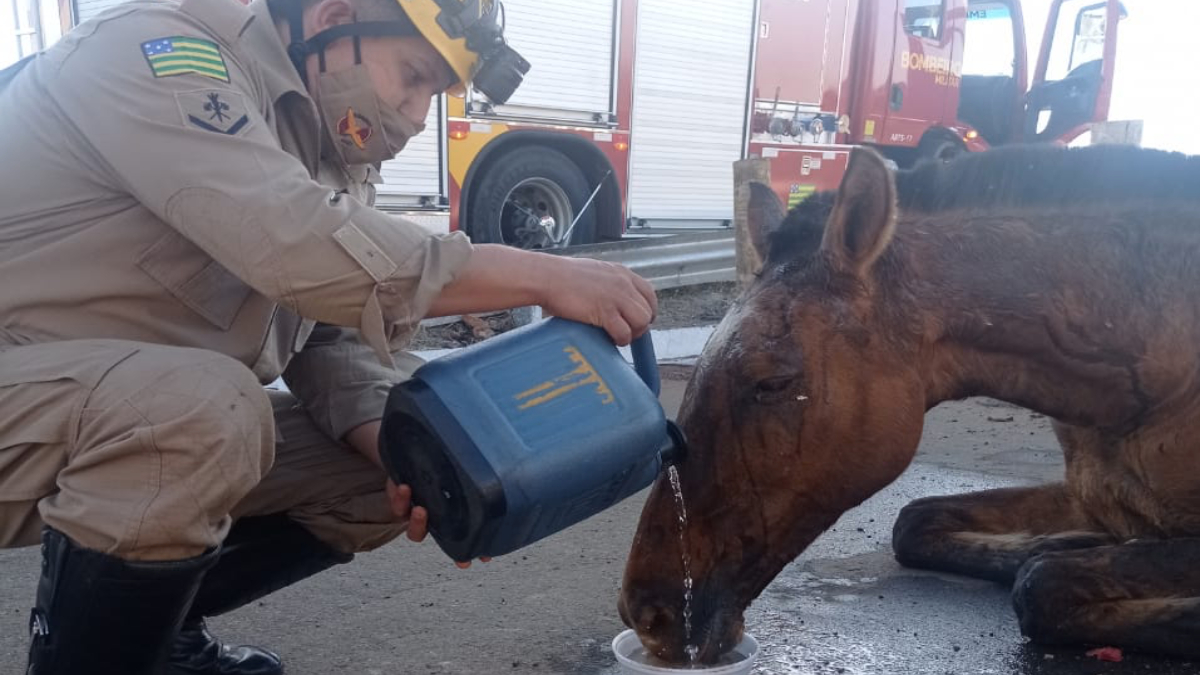 Um cavalo ficou ferido após cair dentro de um fosso da rede de energia que estava aberto às margens da rodovia GO-060, na cidade de Trindade