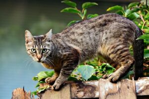 Arlete Gomes do Nascimento, advogada da subseção da Ordem dos Advogados do Brasil (OAB), denunciou nesta terça-feira (15) uma grande matança de gatos que está acontecendo na Cidade de Goiás