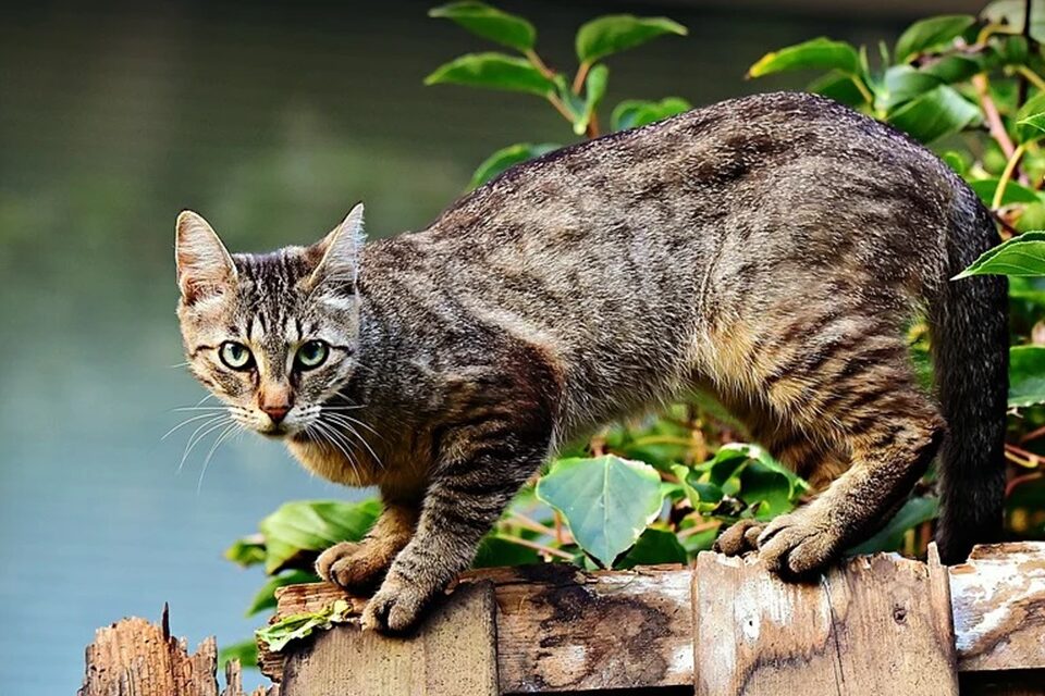 Arlete Gomes do Nascimento, advogada da subseção da Ordem dos Advogados do Brasil (OAB), denunciou nesta terça-feira (15) uma grande matança de gatos que está acontecendo na Cidade de Goiás