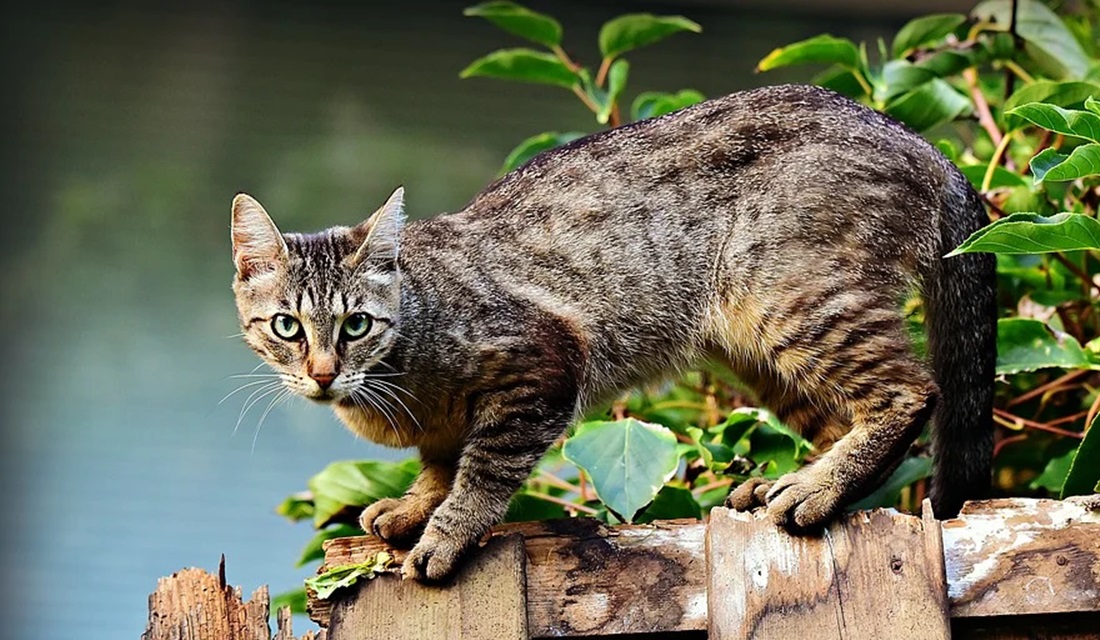 Arlete Gomes do Nascimento, advogada da subseção da Ordem dos Advogados do Brasil (OAB), denunciou nesta terça-feira (15) uma grande matança de gatos que está acontecendo na Cidade de Goiás