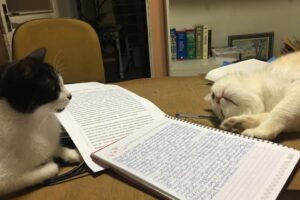 Advogada denuncia extermínio de gatos na Cidade de Goiás e cobra investigação (Foto: Reprodução/Arquivo pessoal)