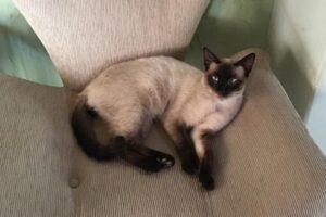 Advogada denuncia extermínio de gatos na Cidade de Goiás e cobra investigação (Foto: Reprodução/Arquivo pessoal)