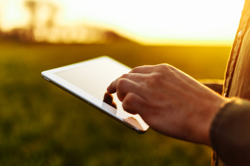 Closeup of young farmer’s hands holding a tablet and checking the progress of the harvest at the green wheat field on the sunset. Worker tracks the growth prospects. Agricultural concept.