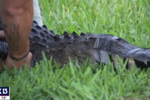 Jacaré ataca mulher que passeava com cachorro em condado nos EUA