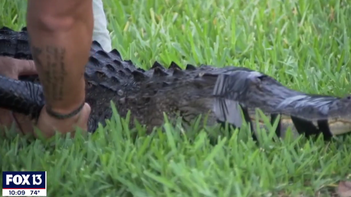 Jacaré ataca mulher que passeava com cachorro em condado nos EUA