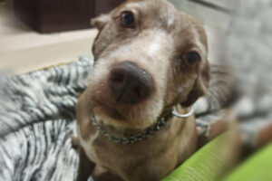 Agente de segurança afirma que ele e a cadela que estava foi atacado pelo animal de "maneira agressiva" e ficou "sem saída"