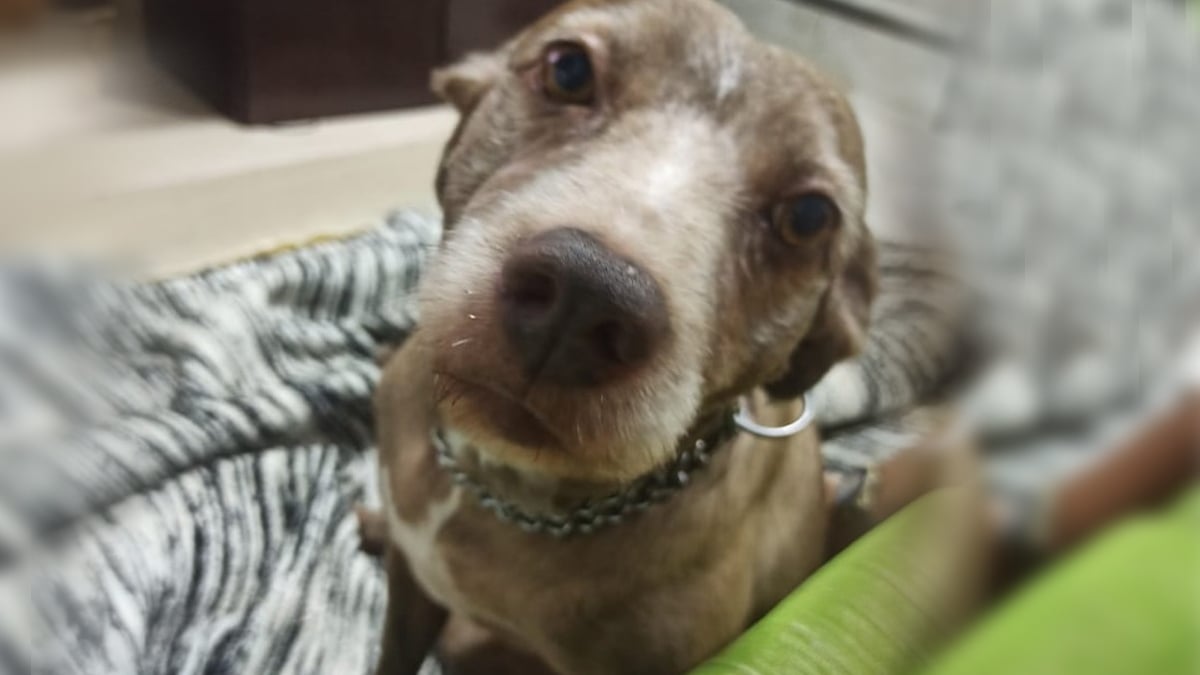 Agente de segurança afirma que ele e a cadela que estava foi atacado pelo animal de "maneira agressiva" e ficou "sem saída"