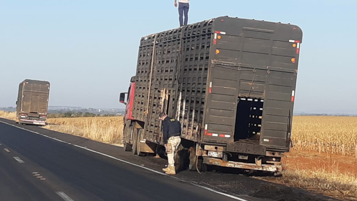 Um caminhão carregado de bovinos pegou fogo durante a manhã desta sexta-feira (18) e cerca de 100 animais se espalharam pela rodovia BR-060