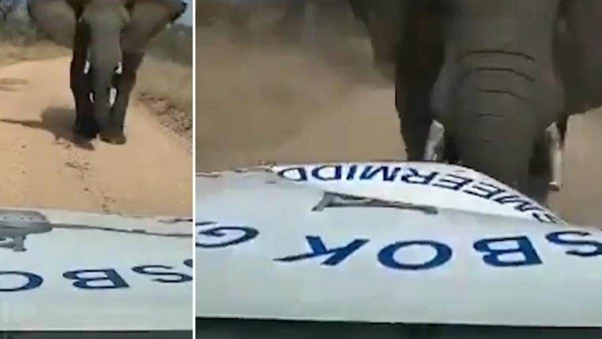 Uma câmera acoplada em uma picape conseguiu registrar o momento em que um elefante esmaga o capô do veículo na África do Sul. (Foto: reprodução)