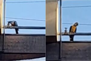 Arara fecha registro e deixa terminal de ônibus sem água em Campo Grande; vídeo