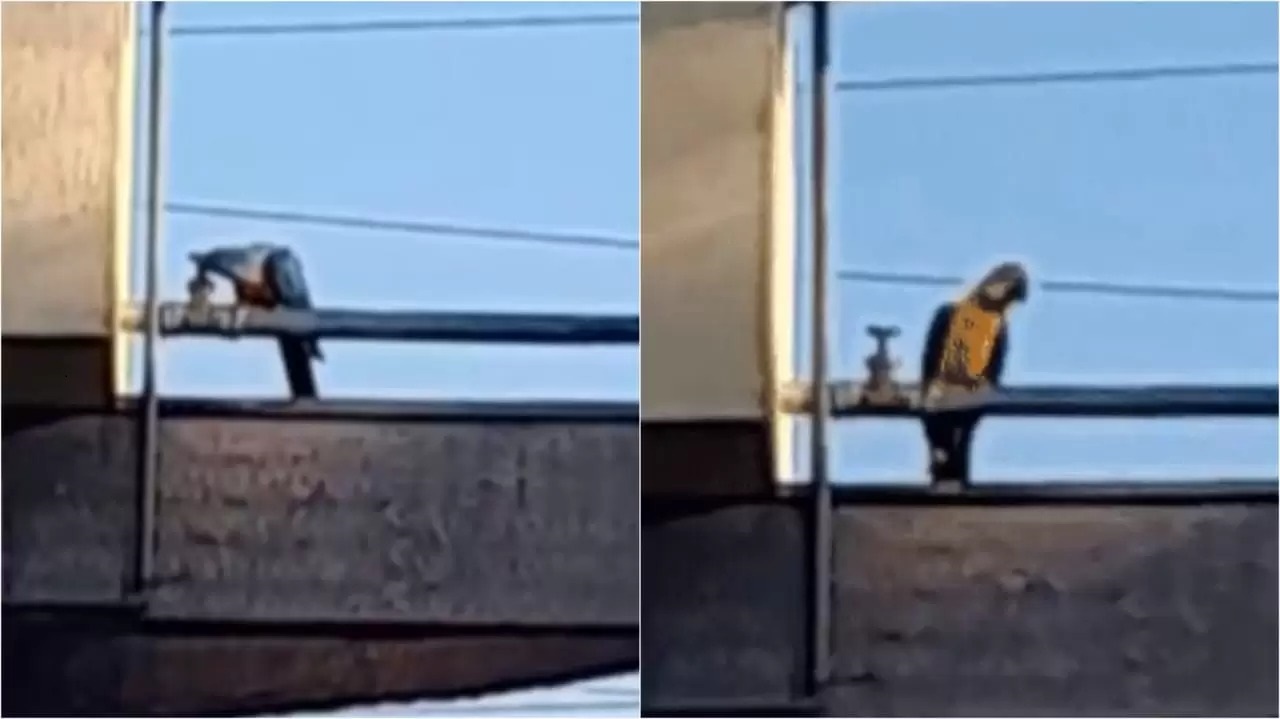 Arara fecha registro e deixa terminal de ônibus sem água em Campo Grande; vídeo