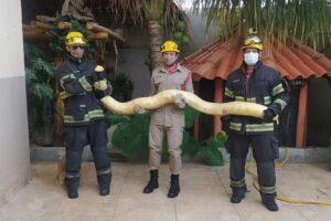 O Corpo de Bombeiros Militar (CBM) r Bombeiros resgatam Píton asiática de três metros dentro de uma casa, em Aparecida