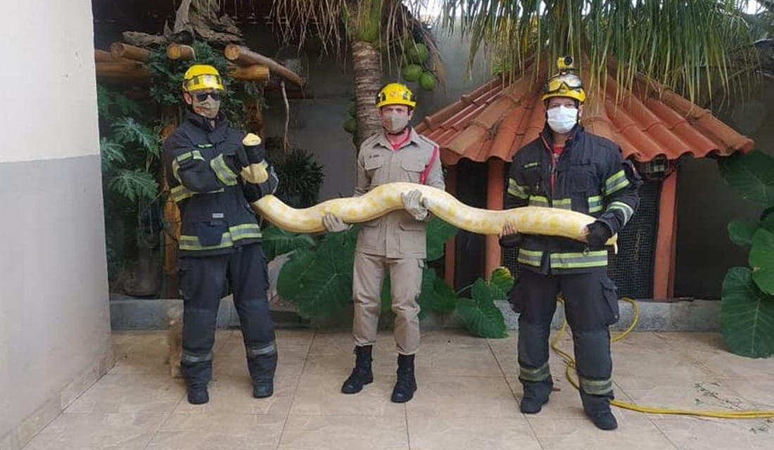 O Corpo de Bombeiros Militar (CBM) r Bombeiros resgatam Píton asiática de três metros dentro de uma casa, em Aparecida