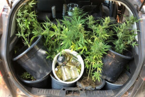 Polícia prendeu um homem suspeito de plantar maconha em local destino ao uso religioso do Santo Daime, em Alto Paraíso.