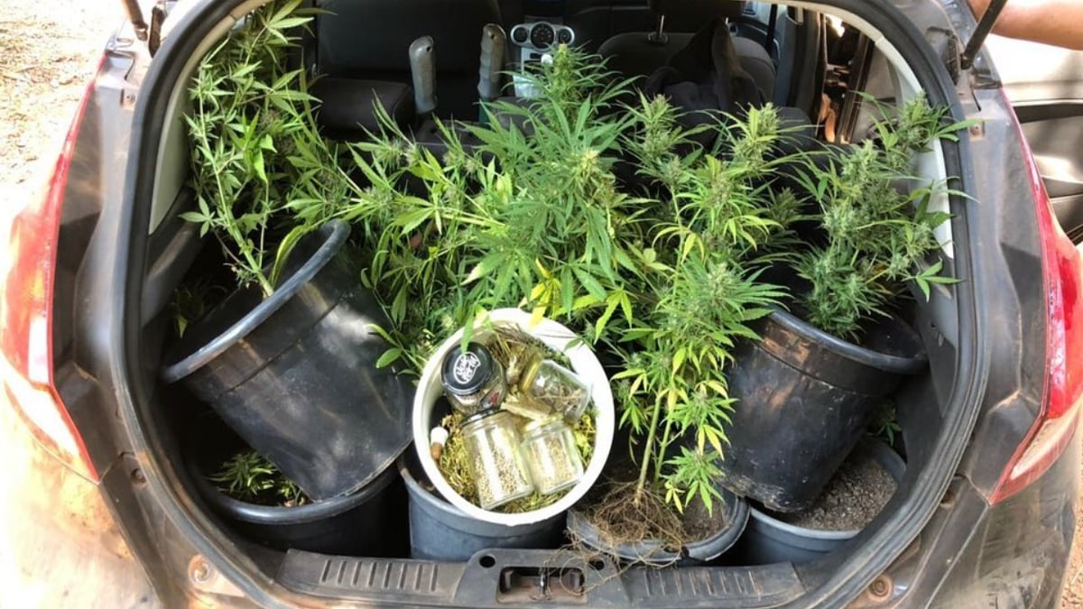 Polícia prendeu um homem suspeito de plantar maconha em local destino ao uso religioso do Santo Daime, em Alto Paraíso.