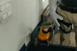 Um policial militar, que não quis ser identificado, resgatou uma arara Carindé que estava ferida na manhã desta terça-feira (15), na BR-153, entre Aparecida e Hidrolândia, - Policial de folga ouve barulho de araras e resgata animal ferido entre Aparecida e Hidrolândia