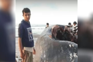 Vômito encontrado por pescadores no Iêmen é um artigo de luxo na China e países do Oriente Médio (Foto: reprodução/Twitter)