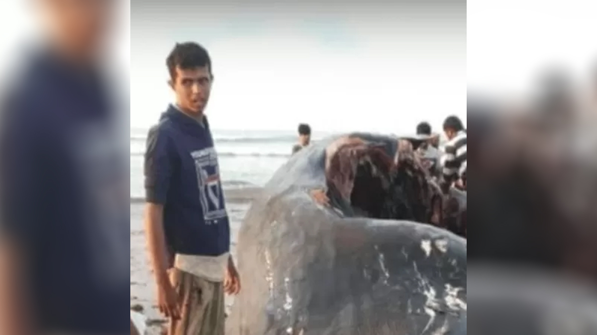 Vômito encontrado por pescadores no Iêmen é um artigo de luxo na China e países do Oriente Médio (Foto: reprodução/Twitter)