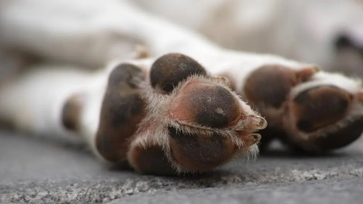 Homem é preso após maltratar cão em Senador Canedo (Foto: Pixabay)