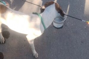 Animal foi socorrido por populares e encaminhado ao veterinário; ele passa bem