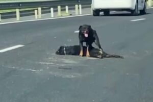 Cadela protege corpo de cachorro atropelado em rodovia no ES; vídeo