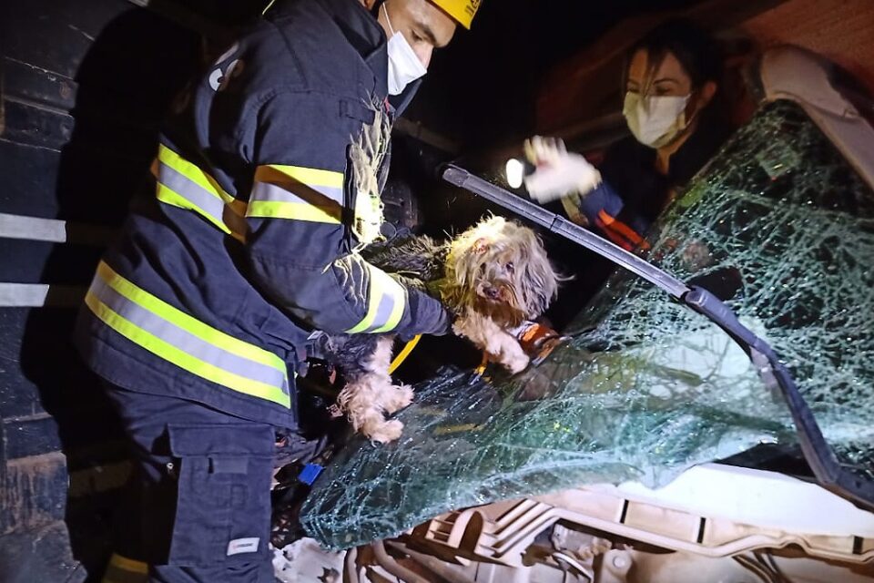 Bombeiros resgatam cachorro de acidente