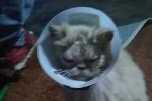 Homens tentam roubar gata , mas atropelam e deixam o animal cego em Goiânia - Wanda - Cristal -