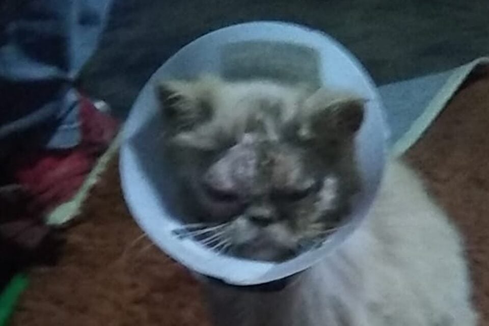 Homens tentam roubar gata , mas atropelam e deixam o animal cego em Goiânia - Wanda - Cristal -