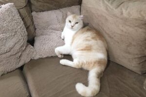 Advogada denuncia extermínio de gatos na Cidade de Goiás e cobra investigação (Foto: Reprodução/Arquivo pessoal)